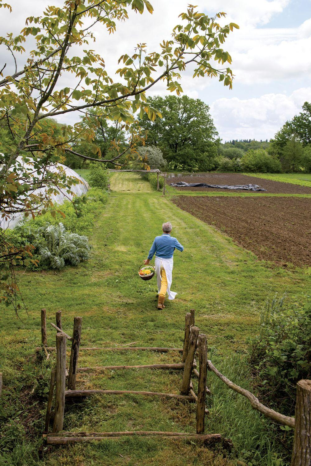 Alain Passard chef cuisiner au restaurant l'arpège marche avec un panier à la main dans son potager pour cuisiner des plats de saisons. De bons ingrédients pour de bons plats.