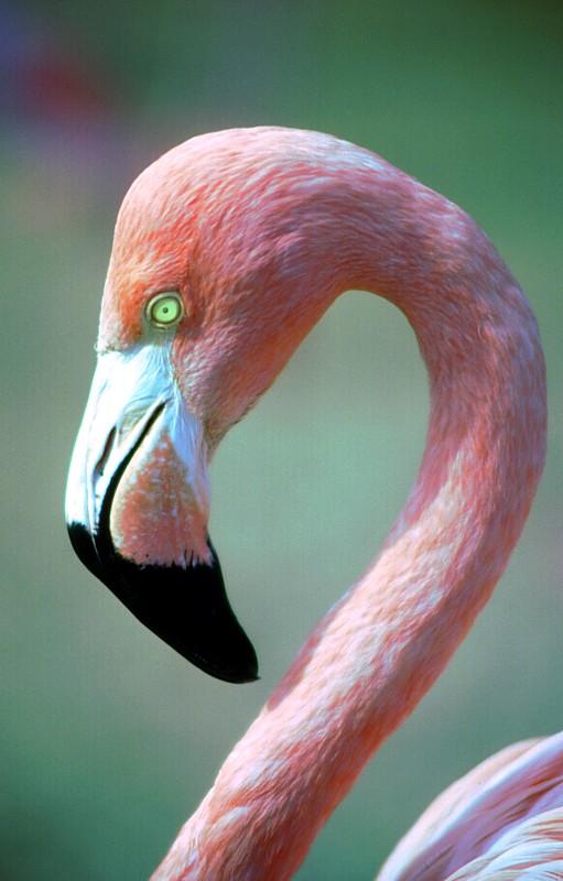 flamand-rose--jerome-barrier-inspirations