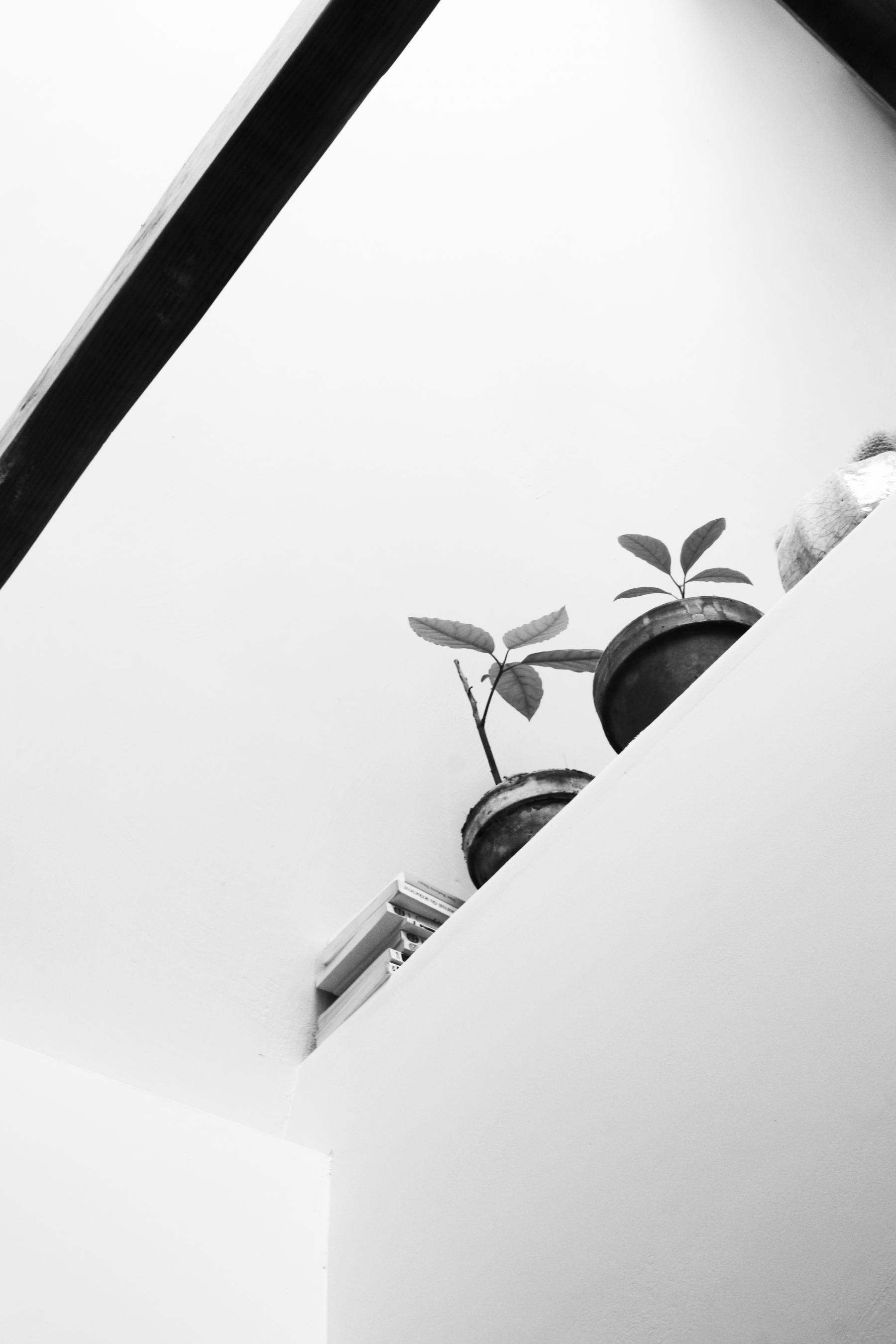 Détail sur des plantes posées sur la mezzanine de la salle de bain très lumineuse dessinée par Jérôme Barrier à Vertou en Loire-Atlantique. 